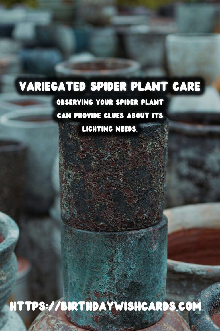 Caring for Spider Plants: Variegation and Light