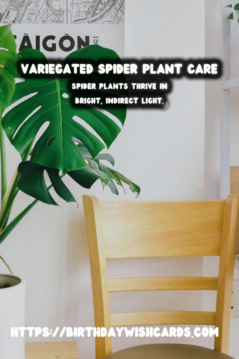 Caring for Spider Plants: Variegation and Light
