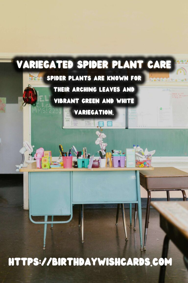 Caring for Spider Plants: Variegation and Light