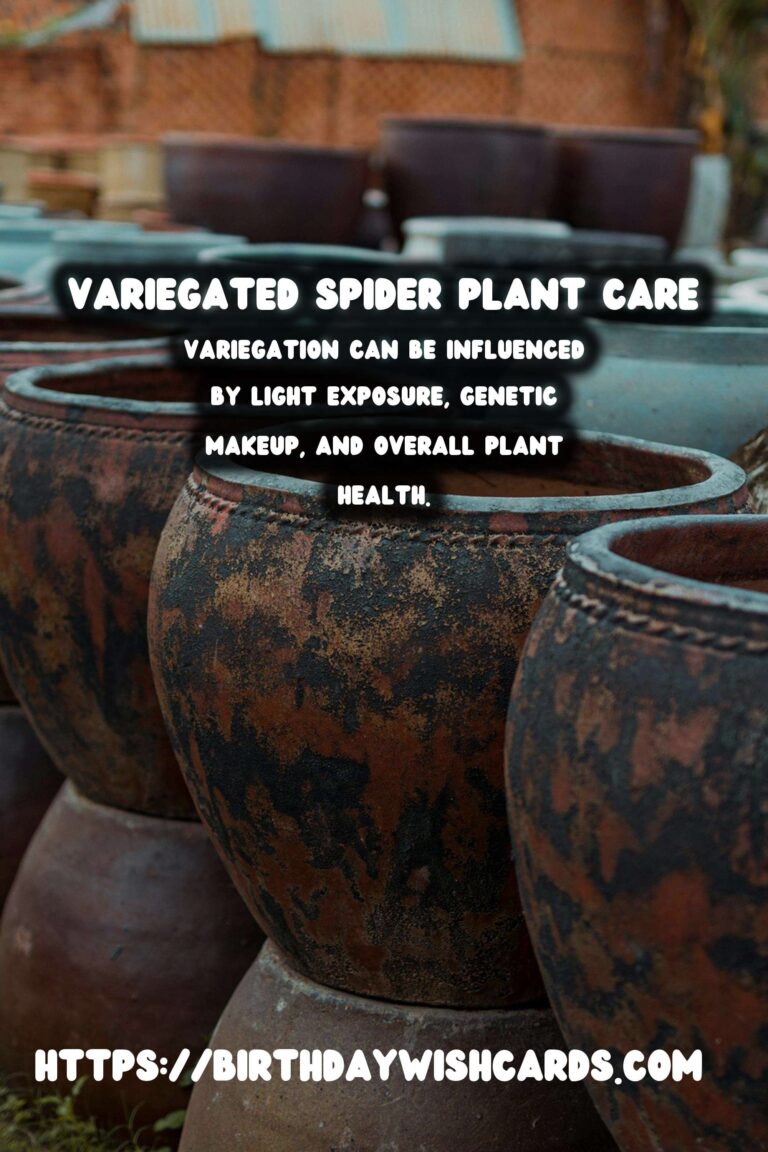 Caring for Spider Plants: Variegation and Light