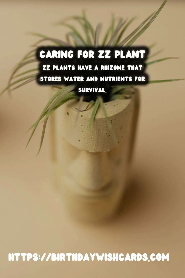 Caring for ZZ Plants: Understanding Low Light Adaptations