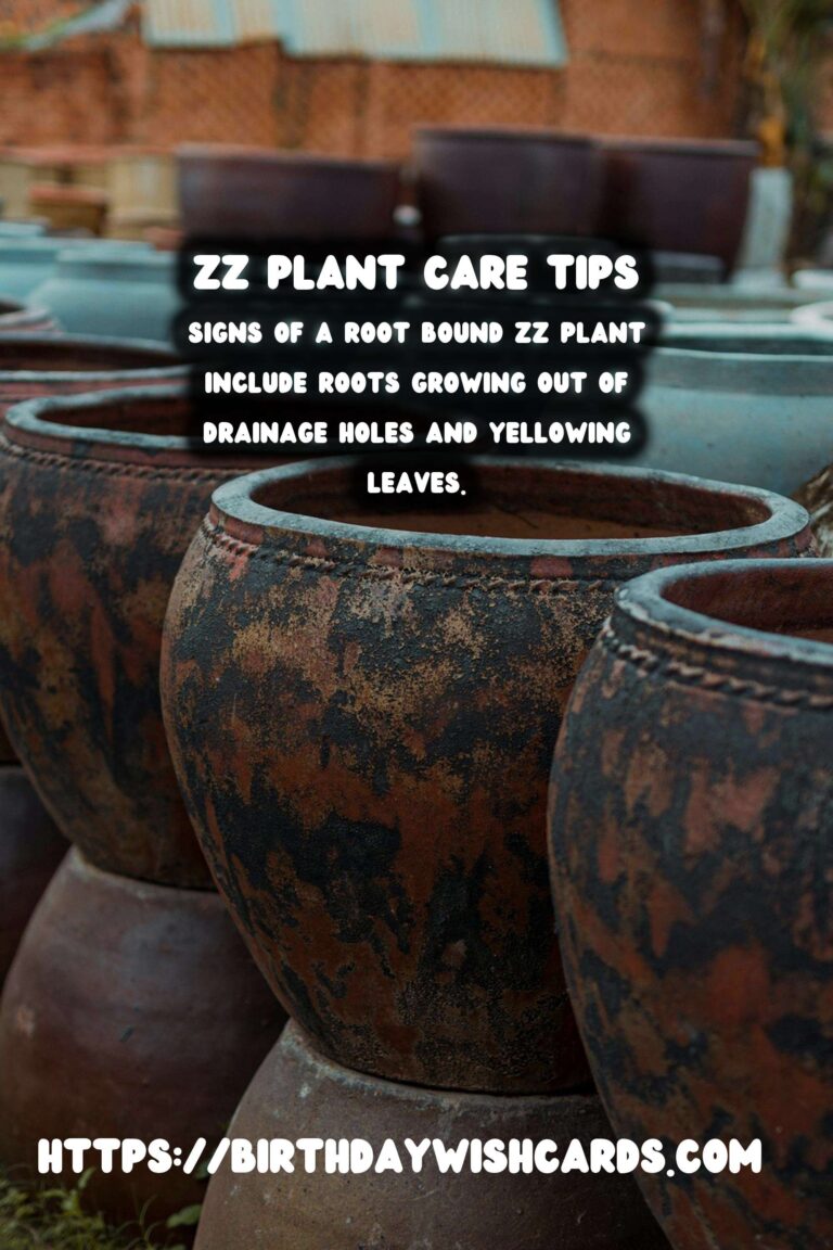 Caring for ZZ Plants: Understanding and Addressing Root Bound Issues