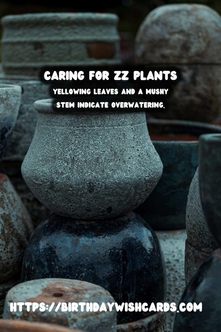 Caring for ZZ Plants: When to Water Less