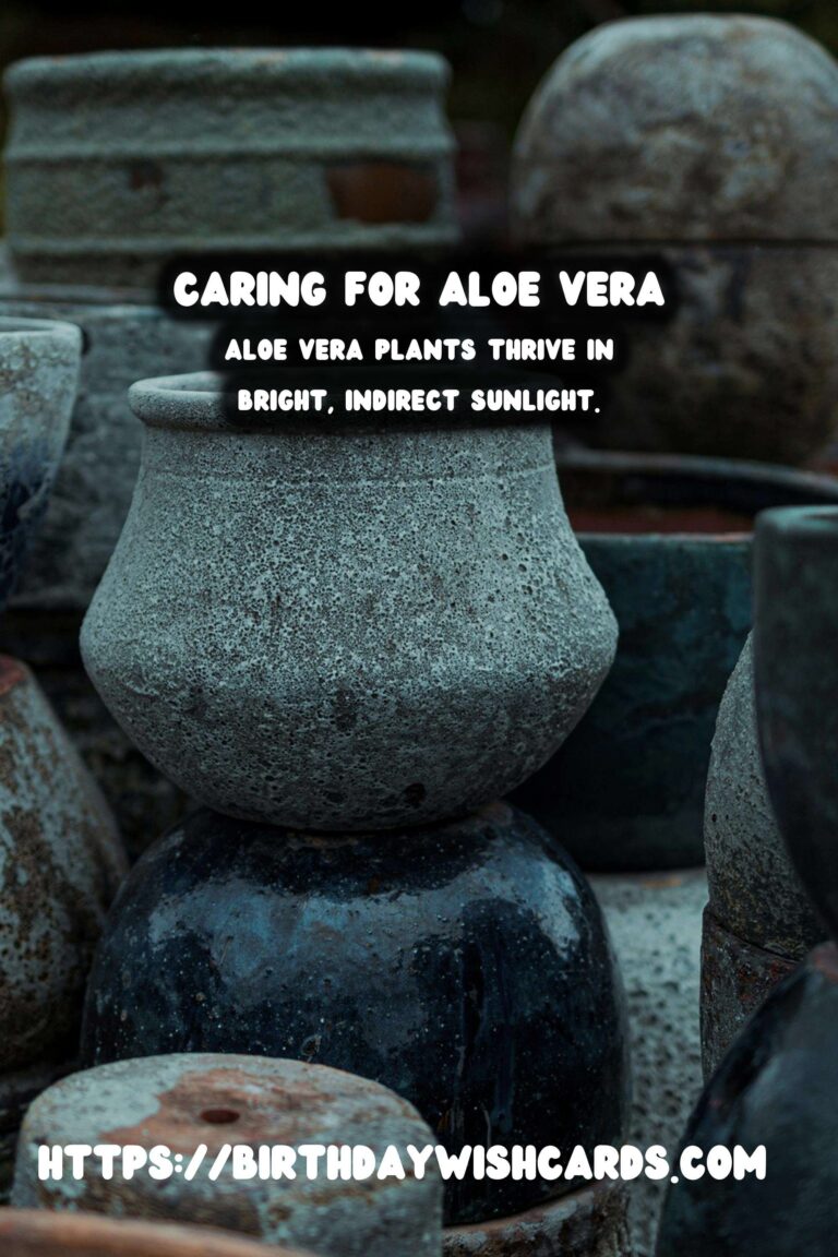 Easy Care Guide for Aloe Vera: Sun and Water