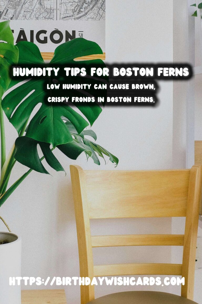 Easy Care Guide for Boston Ferns: Mastering Humidity Control