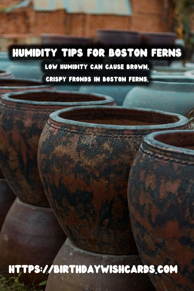 Easy Care Guide for Boston Ferns: Mastering Humidity Control