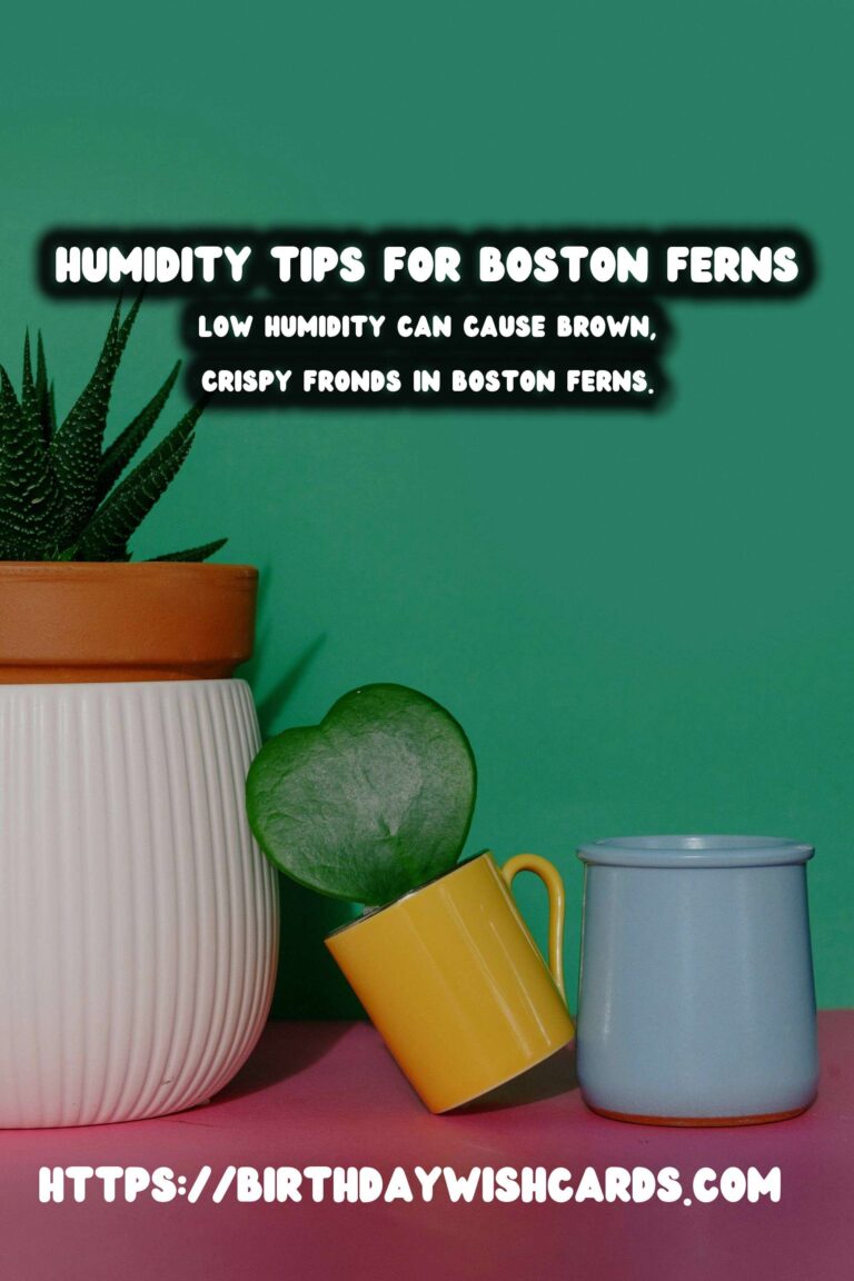 Easy Care Guide for Boston Ferns: Mastering Humidity Control