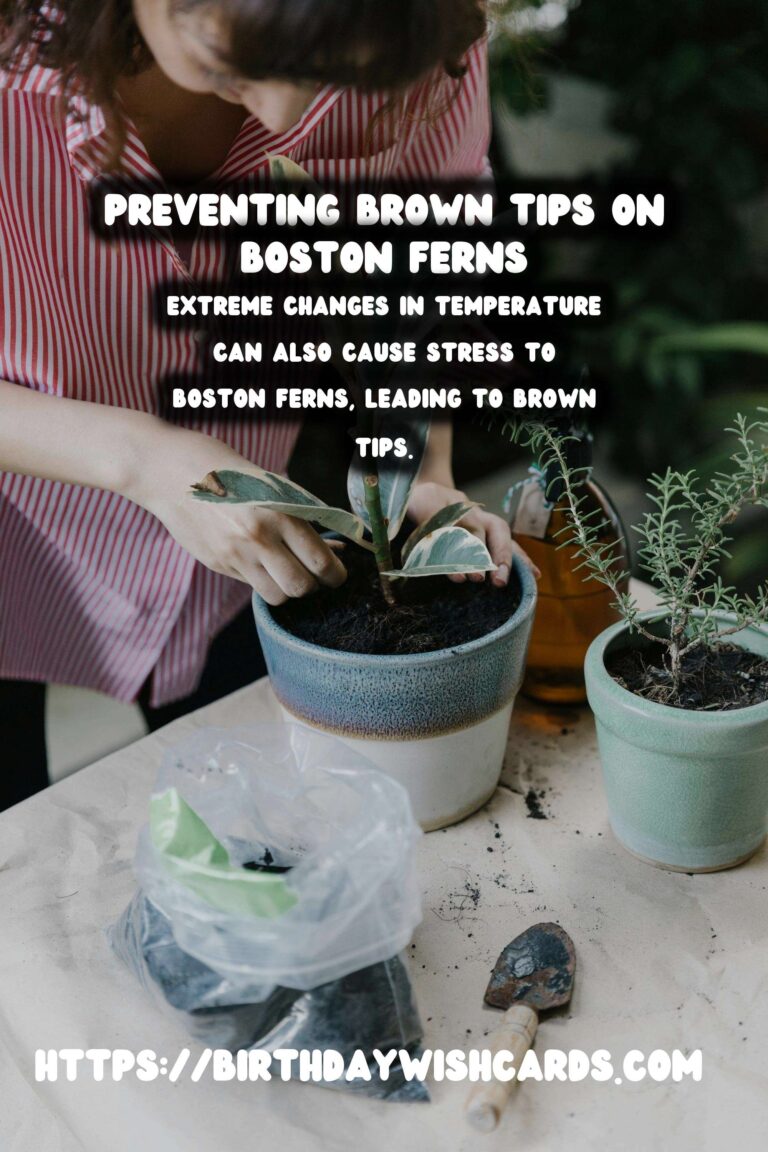 Easy Care Guide for Boston Ferns: Preventing and Treating Brown Tips
