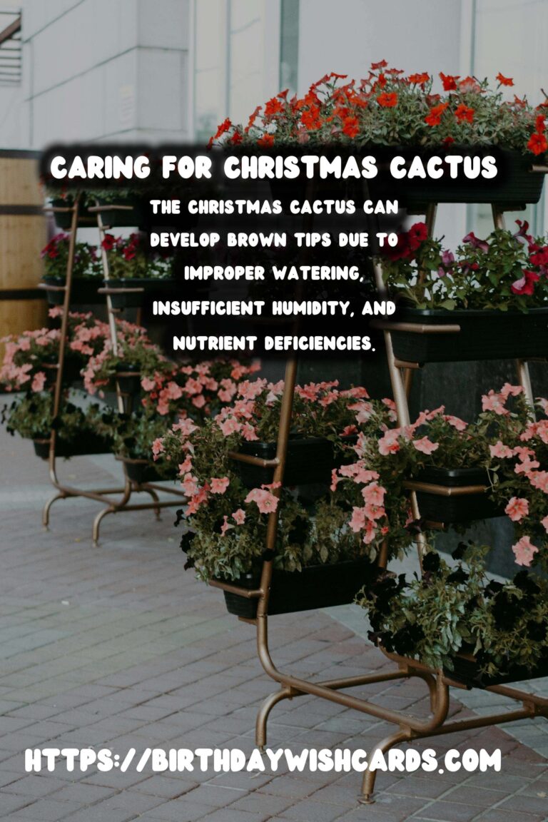 Easy Care Guide for Christmas Cactus: Brown Tips