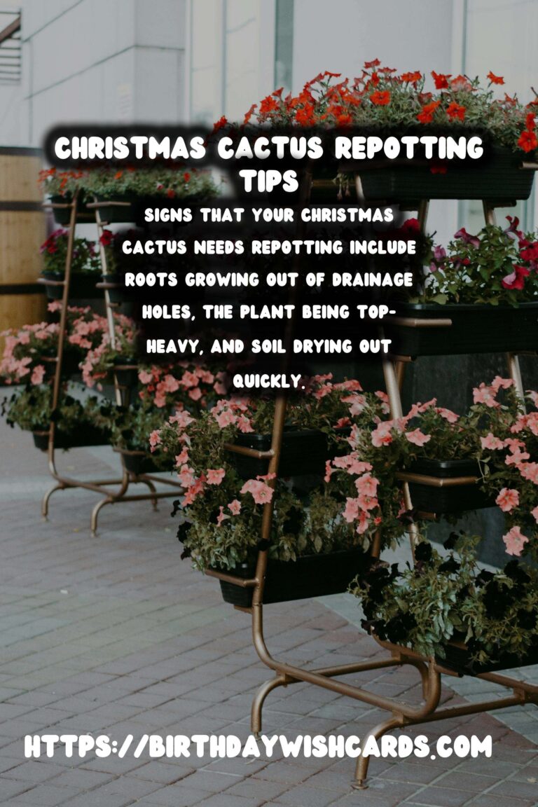 Easy Care Guide for Christmas Cactus Repotting