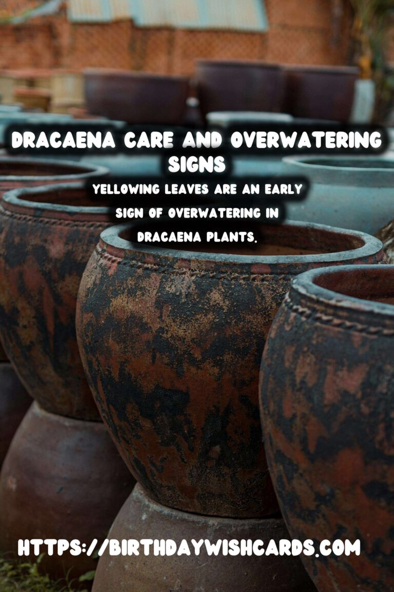 Easy Care Guide for Dracaena Plants: Overwatering Symptoms