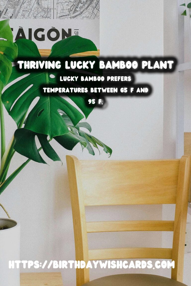 Easy Care Guide for Lucky Bamboo: Tips for Thriving Indoor Plants