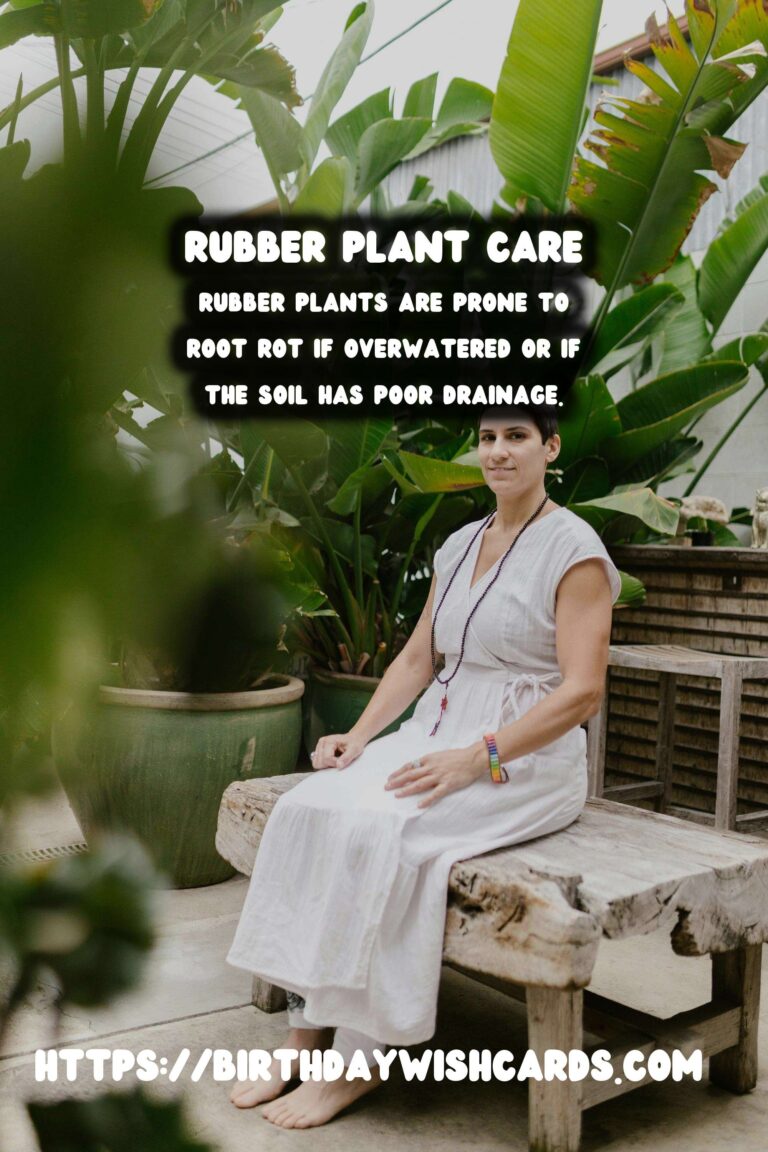 Easy Care Guide for Rubber Plants: Preventing and Treating Root Rot