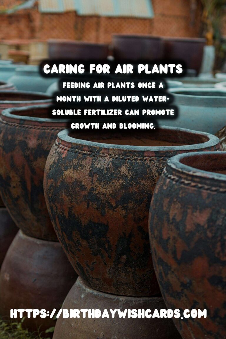 How to Care for Air Plants Without Soil: A Comprehensive Guide