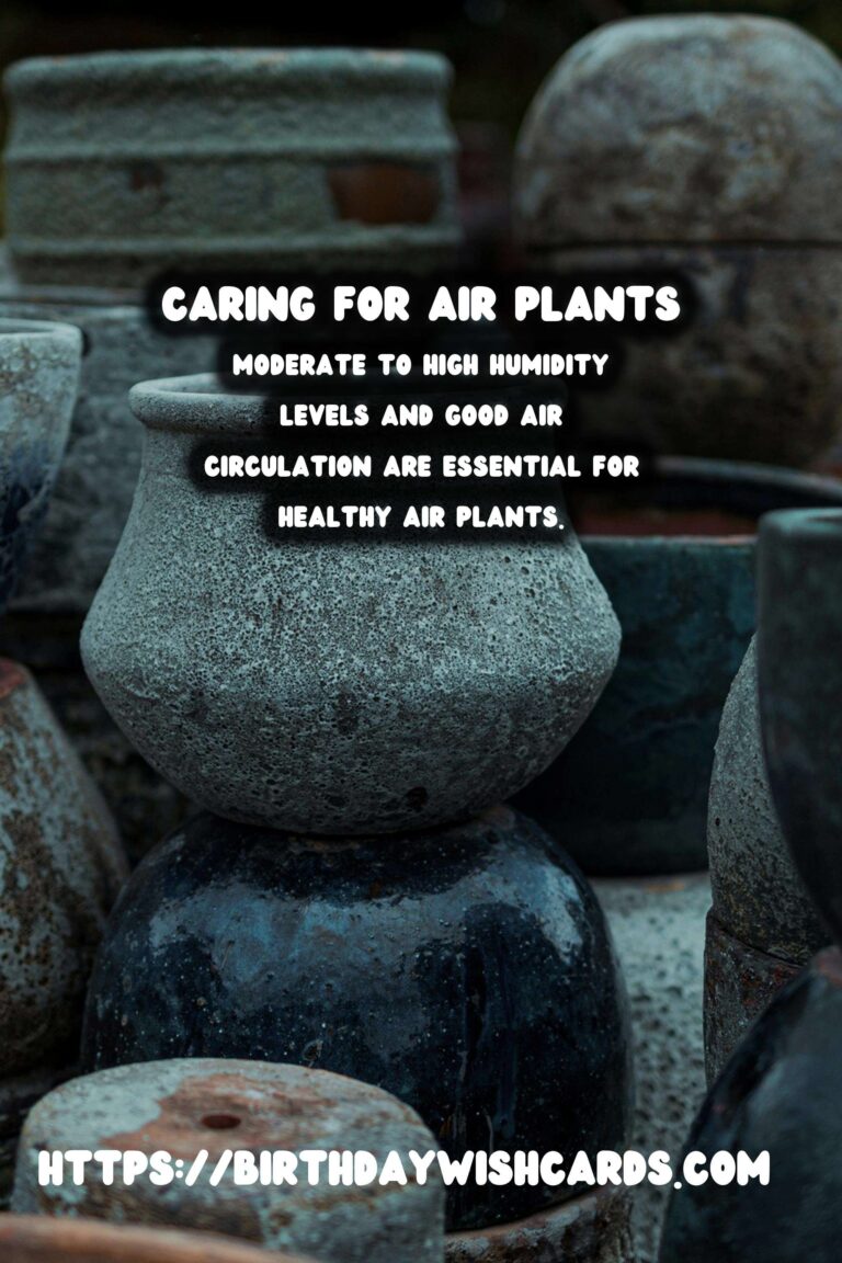 How to Care for Air Plants Without Soil: A Comprehensive Guide