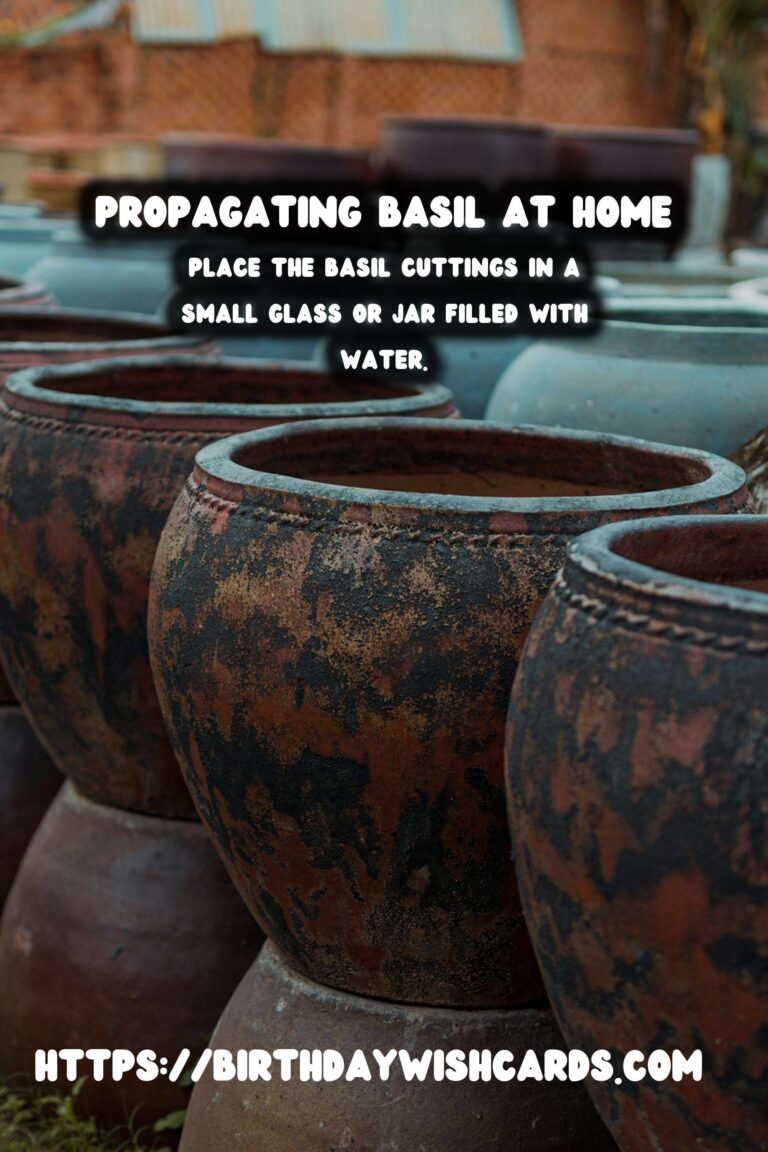 Simple Guide to Propagating Basil for a Thriving Herb Garden