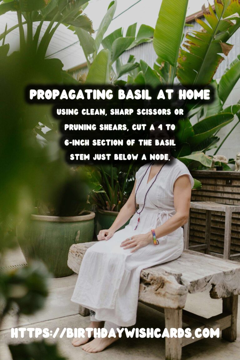 Simple Guide to Propagating Basil for a Thriving Herb Garden