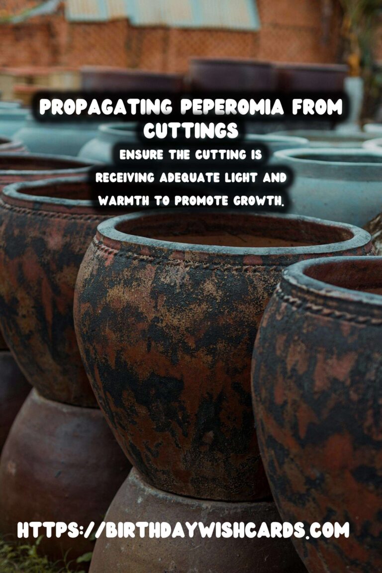 Simple Guide to Propagating Peperomia from Stem Cuttings for Thriving Houseplants