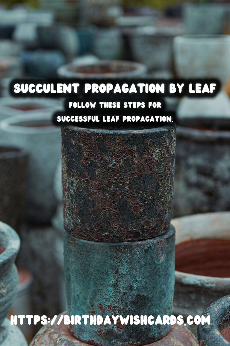 Succulent Propagation by Leaf: A Full Guide