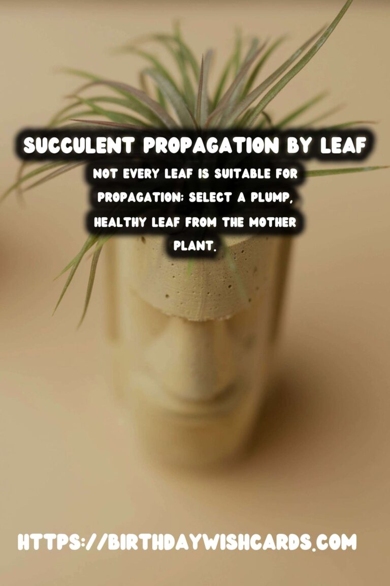 Succulent Propagation by Leaf: A Full Guide