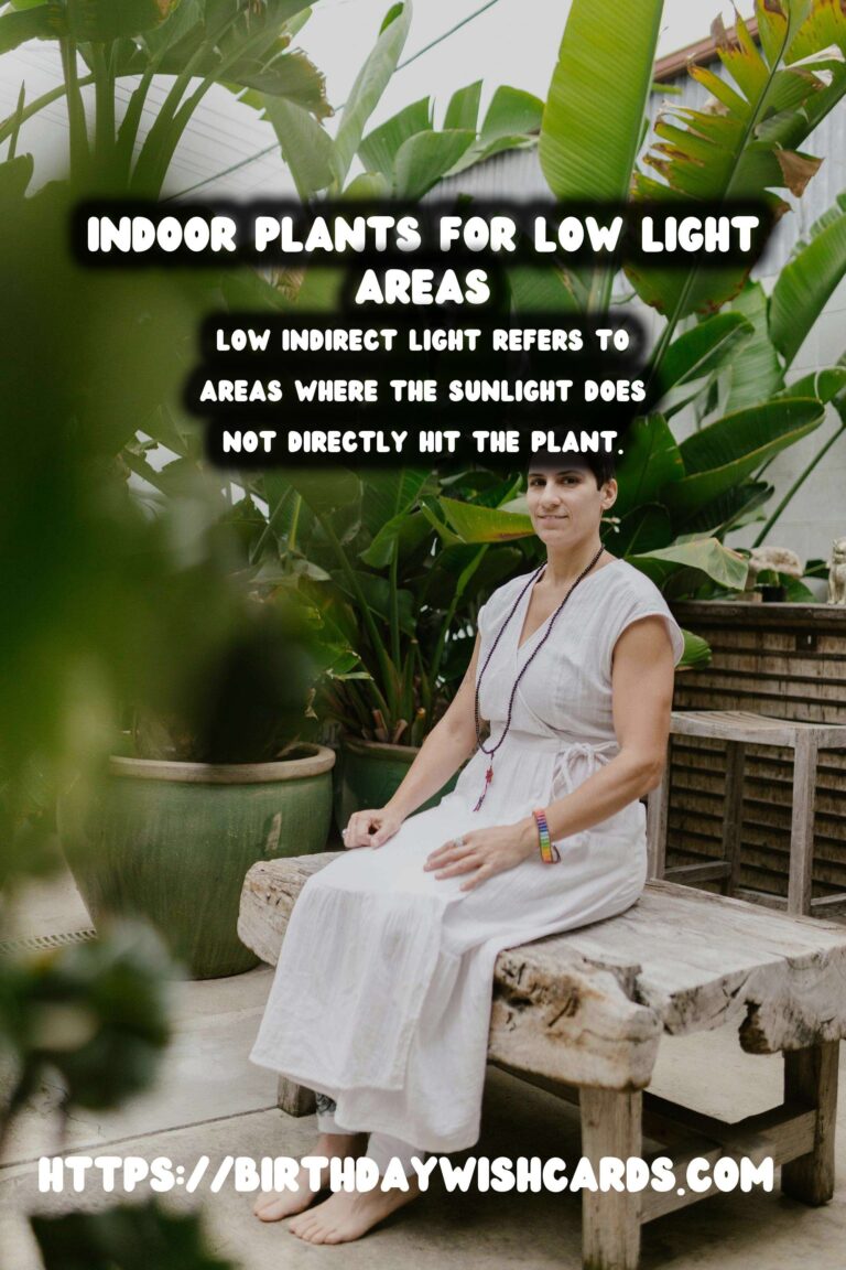 The Best Indoor Plants for Low Indirect Light Environments