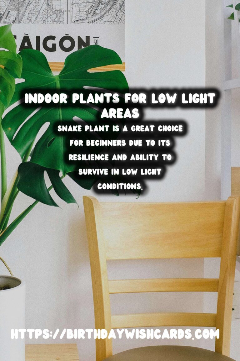 The Best Indoor Plants for Low Indirect Light Environments