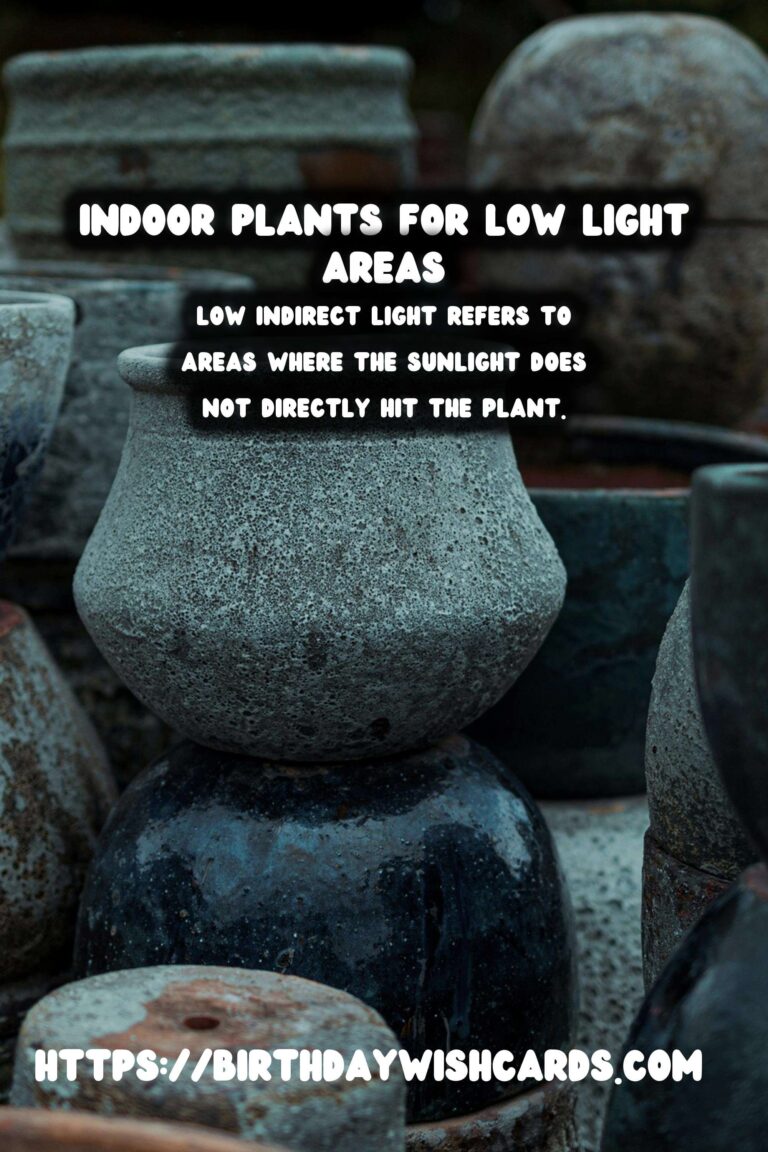 The Best Indoor Plants for Low Indirect Light Environments