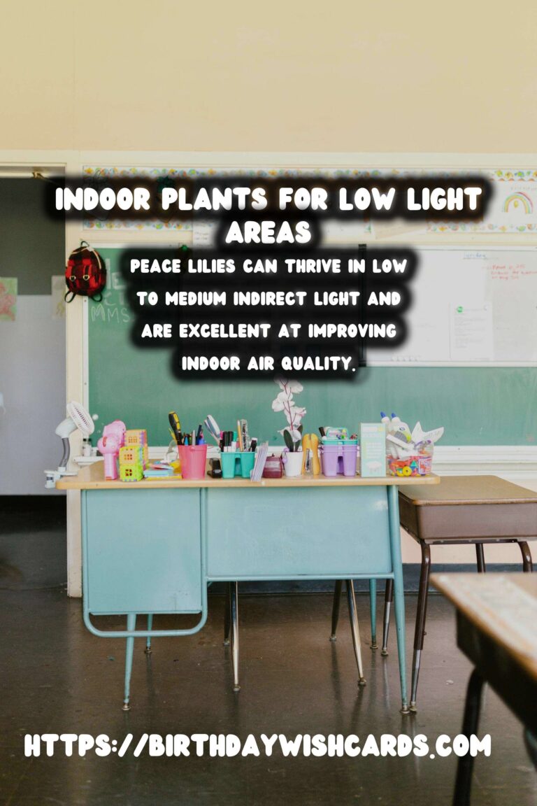 The Best Indoor Plants for Low Indirect Light Environments