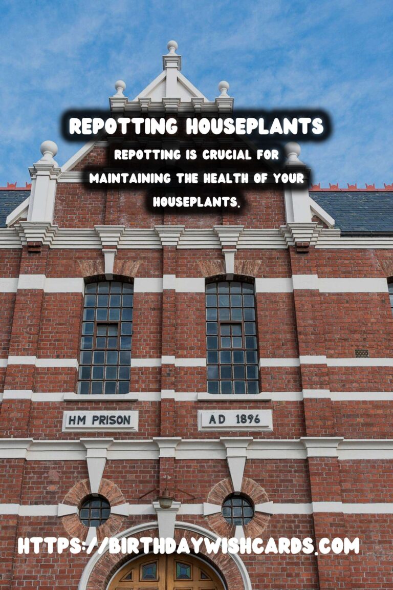 The Ultimate Guide to Repotting Houseplants: When and How