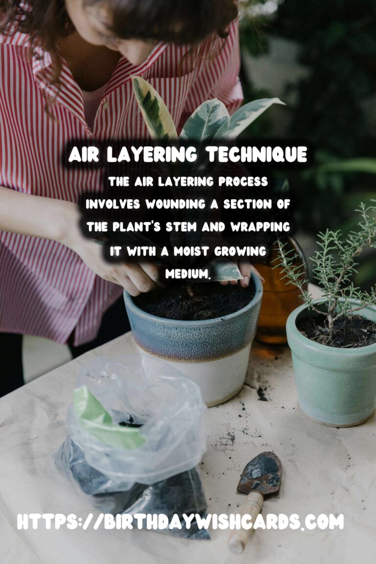 Understanding Plant Propagation: Air Layering Explained