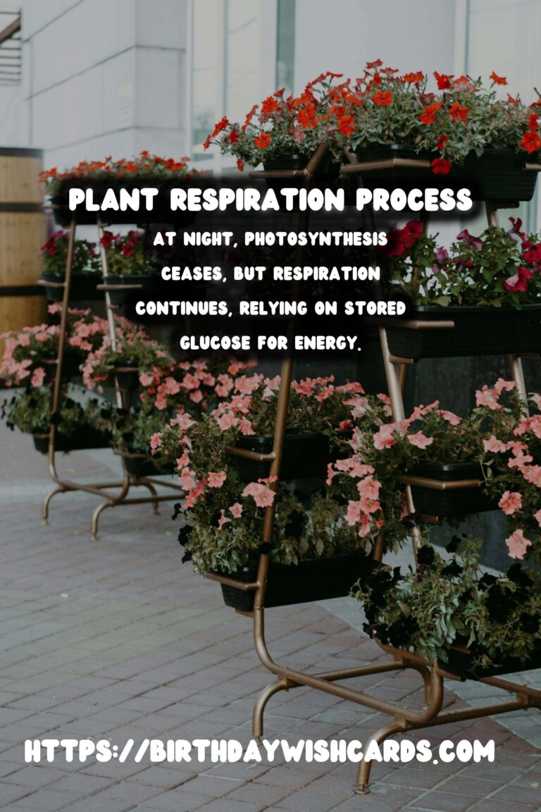 Understanding Plant Respiration: Night vs. Day