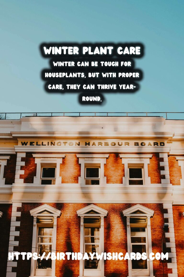 Winter Plant Care: Keeping Your Houseplants Happy
