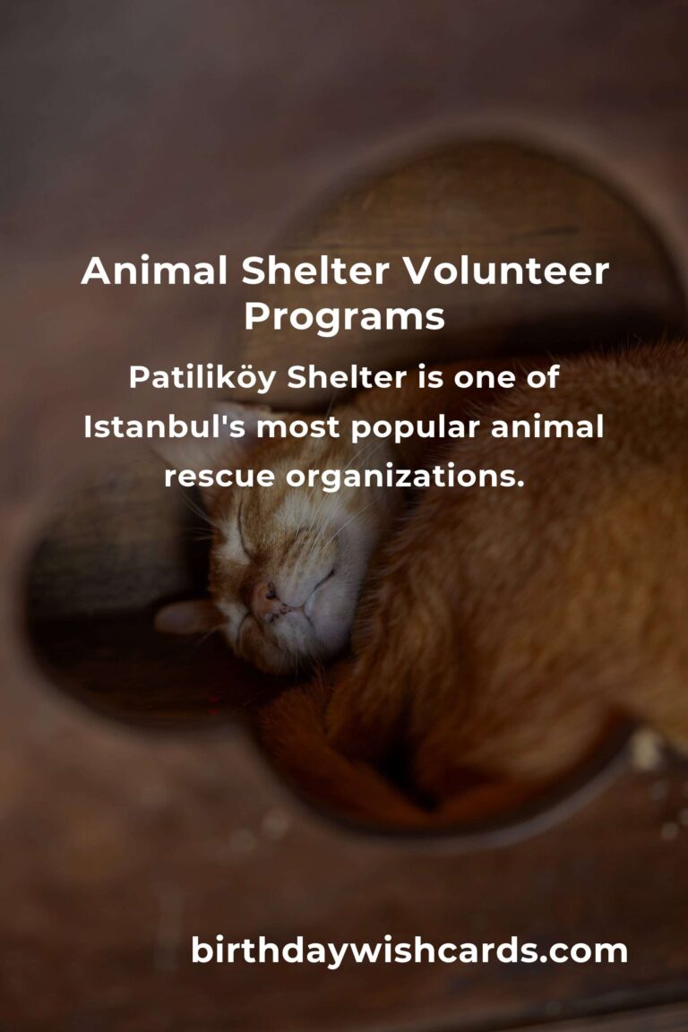 Discover the Best Animal Shelter Volunteer Programs in Istanbul