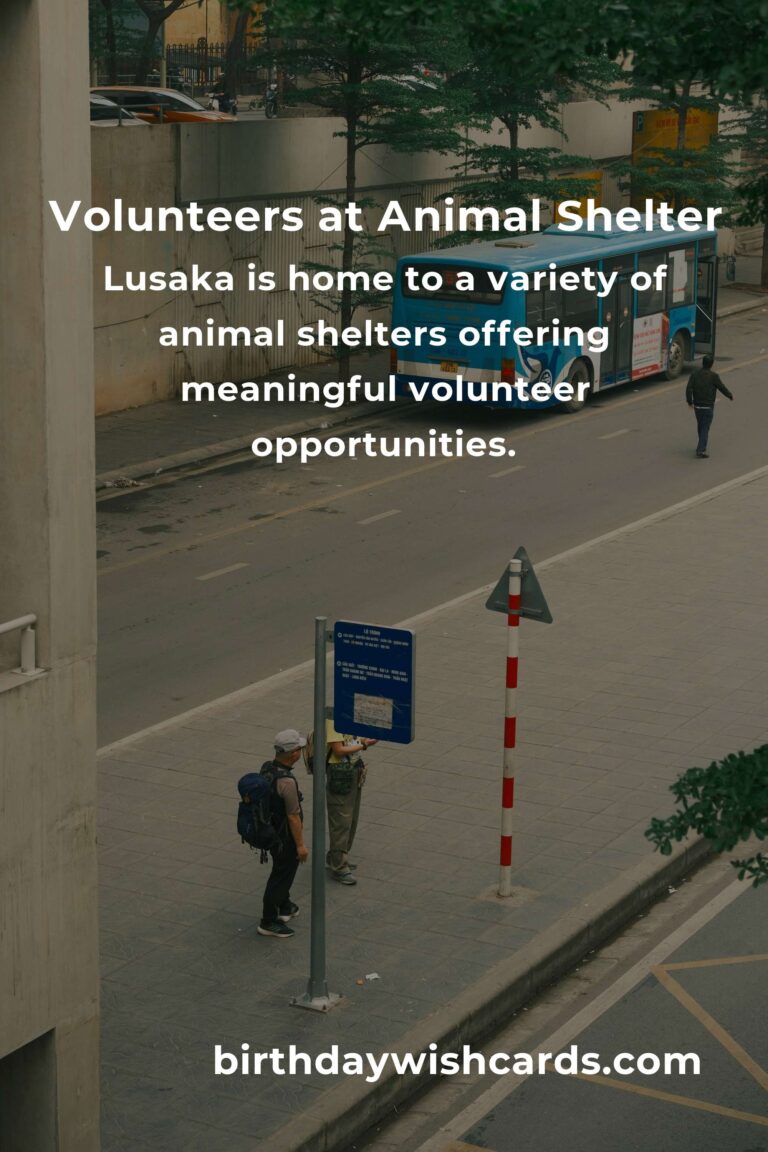 Discover the Best Animal Shelter Volunteer Programs in Lusaka