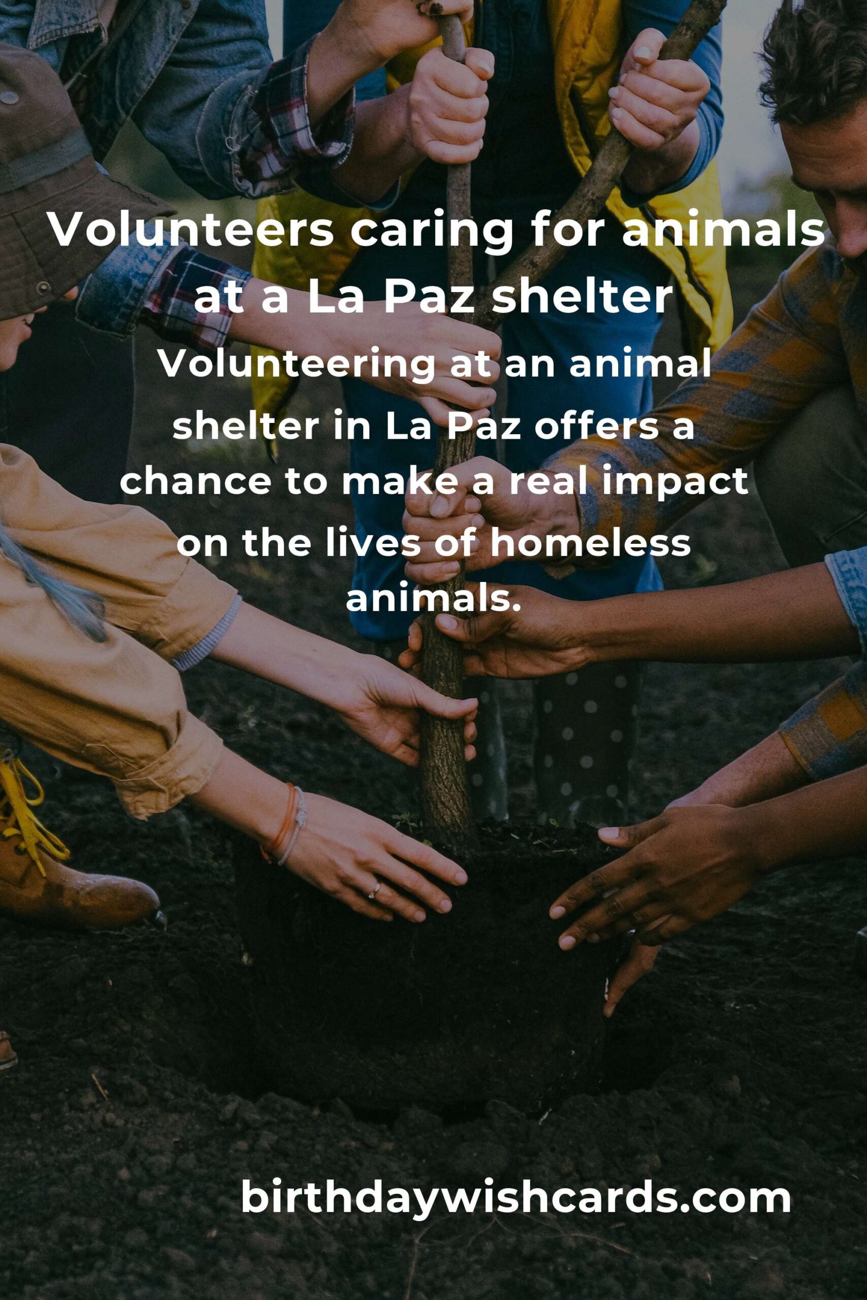 Finding Purpose: The Best Animal Shelter Volunteer Programs in La Paz