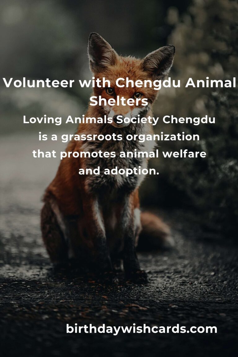 Top Animal Shelter Volunteer Programs in Chengdu for Compassionate Animal Lovers