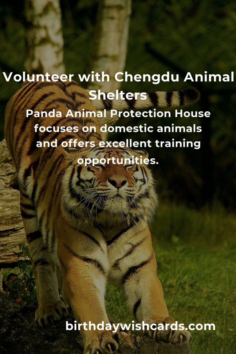 Top Animal Shelter Volunteer Programs in Chengdu for Compassionate Animal Lovers