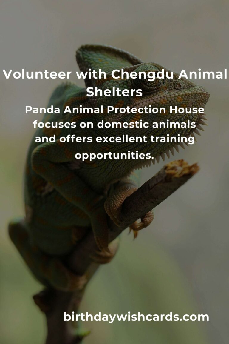 Top Animal Shelter Volunteer Programs in Chengdu for Compassionate Animal Lovers