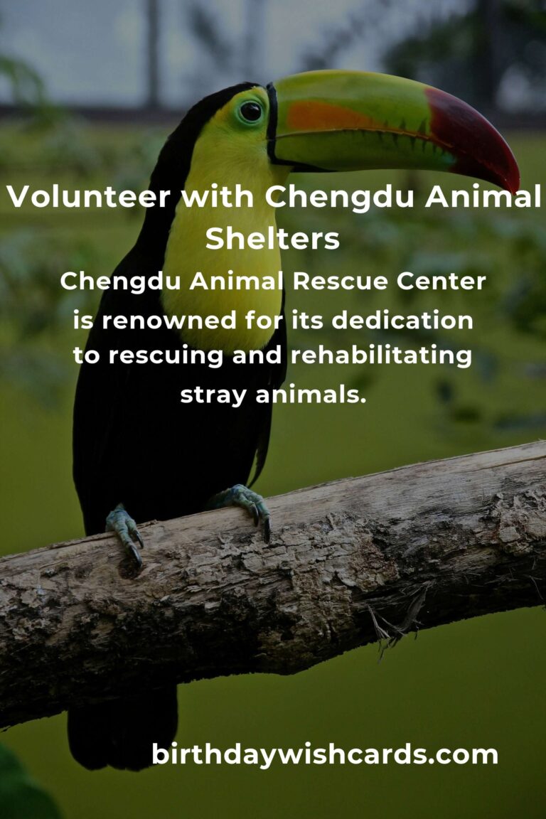 Top Animal Shelter Volunteer Programs in Chengdu for Compassionate Animal Lovers
